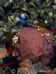 Peacock Mantis Shrimp with eggs taken at Jahir, Lembeh St... by Alvin Ho 